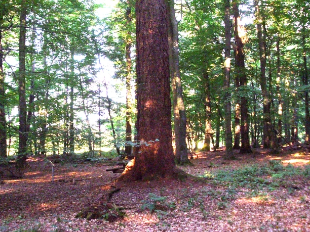 riesendouglasie-westertimke-trojahn-bearbeitet.JPG Riesendouglasie in Westertimke