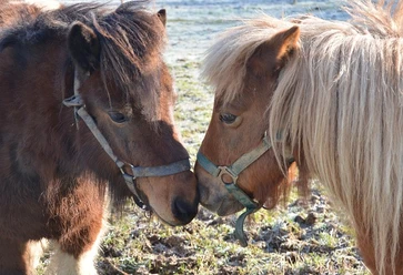 ponies-3180405_640.jpg