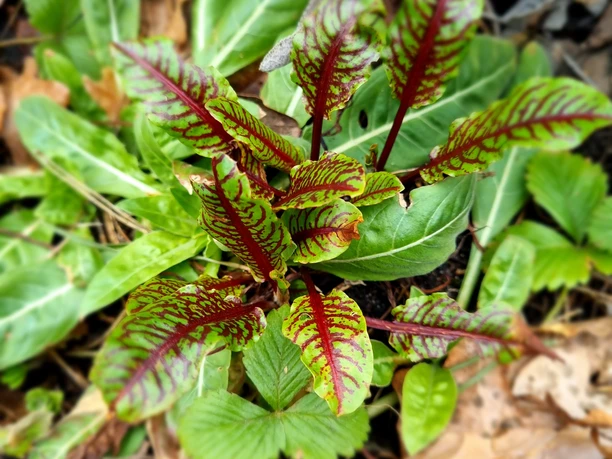 Blutampfer und andere Kräuter in SHS Blutampfer und andere Kräuter in SHS