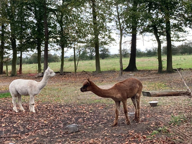 Aarø Camping klappezoo
