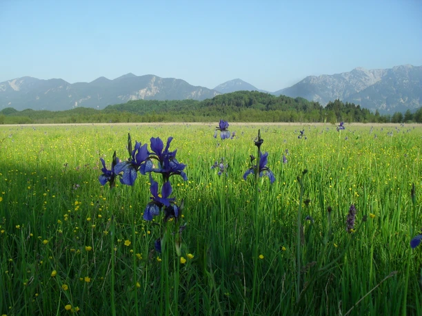 Radtour durchs Murnauer Moos