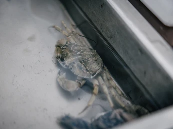 Tiere im Aquarium Nationalpark Haus Husum