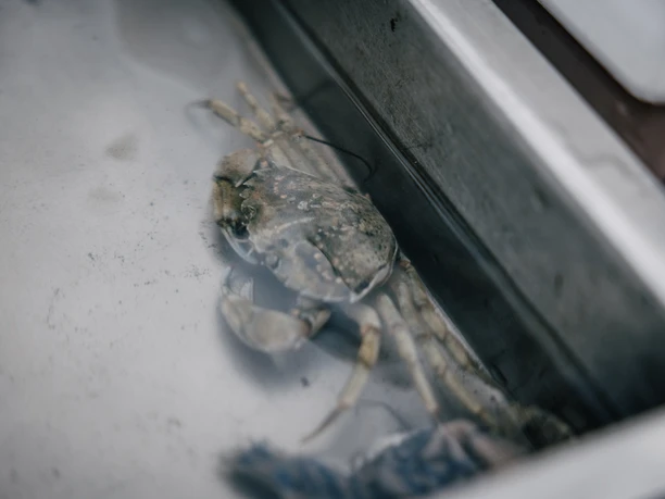 Tiere im Aquarium Nationalpark Haus Husum