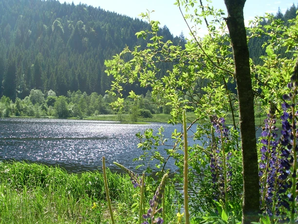 Der Sankenbachsee