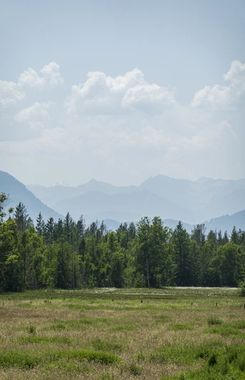 Himmlisch genießen - Blaues Land-Landschaft Wiese mit Blick auf Waldrand und Berge im Hintergrund unter leicht bewölktem Himmel.