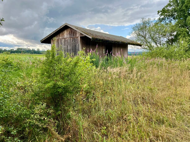 Beobachtungshütte Gänsewiese Eine Holzbeobachtungshütte steht inmitten hoher Gräser und umgeben von Bäumen unter bewölktem Himmel.
