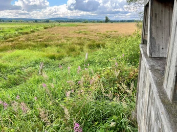 Beobachtungshütte Gänsewiese Holzhütte neben blühenden Wildblumen bietet Ausblick auf weite, grüne Wiesen und bewölkten Himmel.