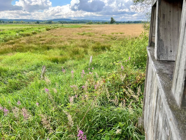 Beobachtungshütte Gänsewiese Holzhütte neben blühenden Wildblumen bietet Ausblick auf weite, grüne Wiesen und bewölkten Himmel.