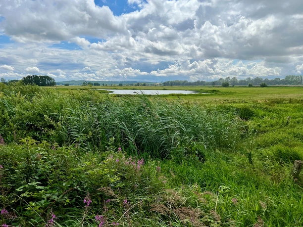 Beobachtungshütte Gänsewiese Grüne Wiesen und Schilf mit weitem Blick auf einen See unter einem wolkenreichen Himmel.