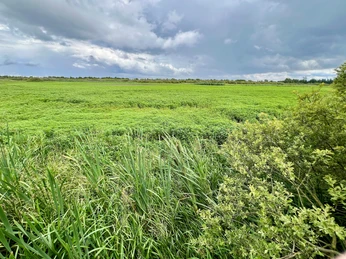 Beobachtungsturm Kranichplatz Weites Moorland mit üppigem Grün erstreckt sich unter dramatisch bewölktem Himmel im Naturschutzgebiet.