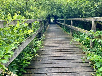 Beobachtungsturm Winzlarer Turm Ein hölzerner Wandersteg führt von üppigem Grün umgeben durch einen dicht bewachsenen Waldweg.