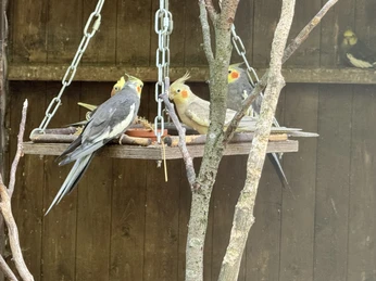 Vögel im Tiergehege.JPG Vögel im Tiergehege