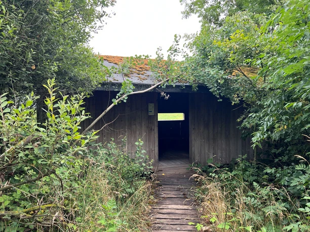 Rotkehlchenhütte Holzhütte inmitten dichter Vegetation, Moos bedecktes Dach, Zugang über schmalen, knorrigen Holzsteg.