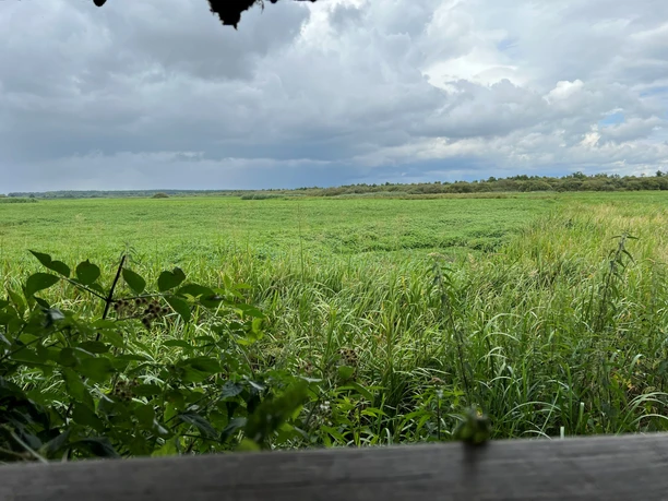 Rotkehlchenhütte Weitläufige grüne Wiesen unter wolkigem Himmel, mit Büschen und Bäumen am Bildrand.