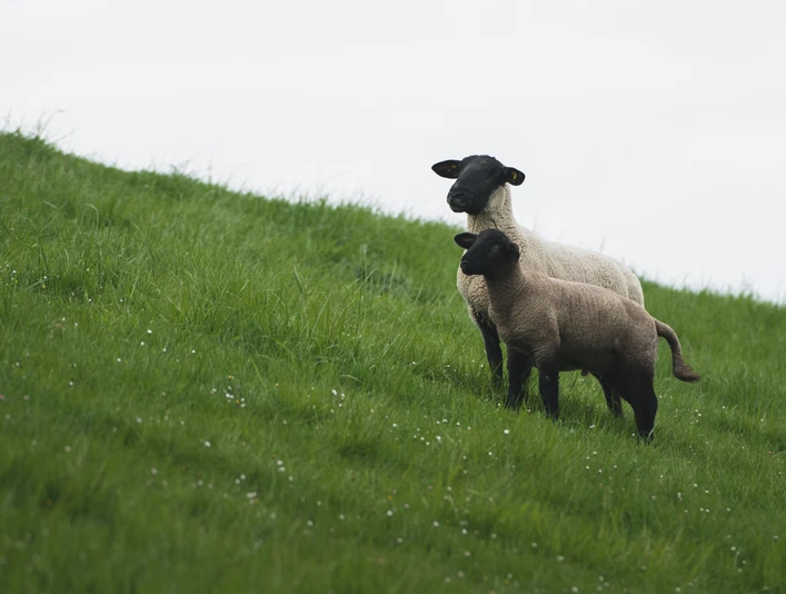 Schafe am Deich (3).jpg