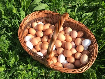 Hof Stolte Kleiner Mühlenladen Peine Eierkorb