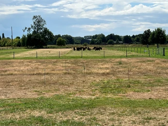 Grüne Weide mit einer Herde Poitou-Eseln, von einem stabilen Zaun umgeben, unter bewölktem Himmel.