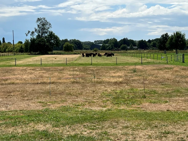 Wohnmobilstellplatz an der Poitou-Eselweide Grüne Weide mit einer Herde Poitou-Eseln, von einem stabilen Zaun umgeben, unter bewölktem Himmel.