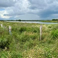 Dicht bewachsene Wiesen mit einem ruhigen Gewässer im Hintergrund bei bewölktem Himmel.
