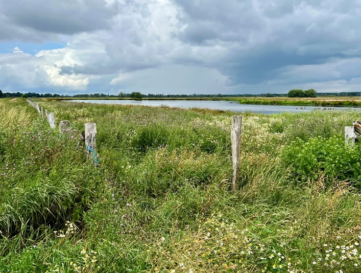 Dicht bewachsene Wiesen mit einem ruhigen Gewässer im Hintergrund bei bewölktem Himmel.