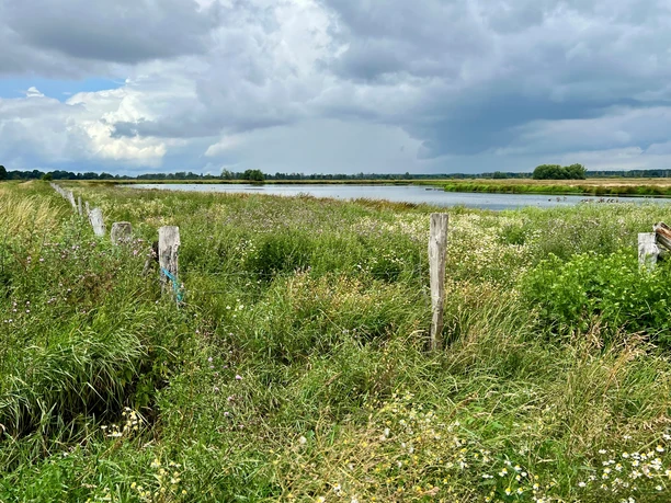 Meerbruchwiesen Dicht bewachsene Wiesen mit einem ruhigen Gewässer im Hintergrund bei bewölktem Himmel.