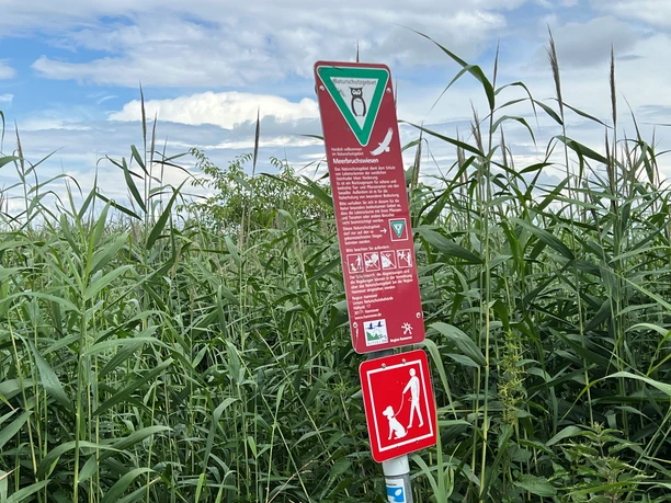 Meerbruchswiesen Ein rotes Hinweisschild informiert über das Naturschutzgebiet Meerbruchswiesen, umgeben von hohem Schilf.