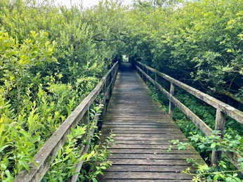 Ein schmaler Holzsteg führt durch dichte, grüne Vegetation in ein unberührtes Naturreservat.