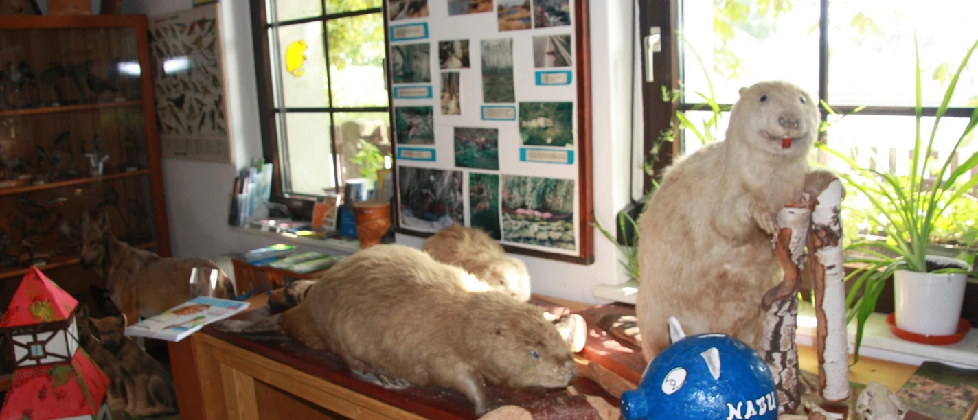 Biber in der Ausstellung