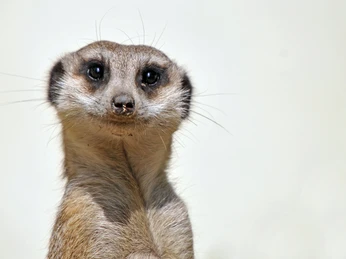 Lustiges Erdmännchen