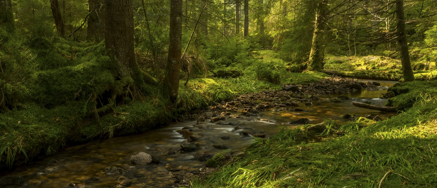 Tobelbach, Herrenwies (c) Luis Scheuermann (Nationalpark Schwarzwald)