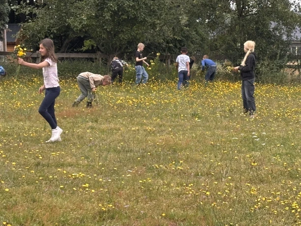 Alle Schüler helfen eifrig mit, den Löwenzahn zu zupfen.JPEG