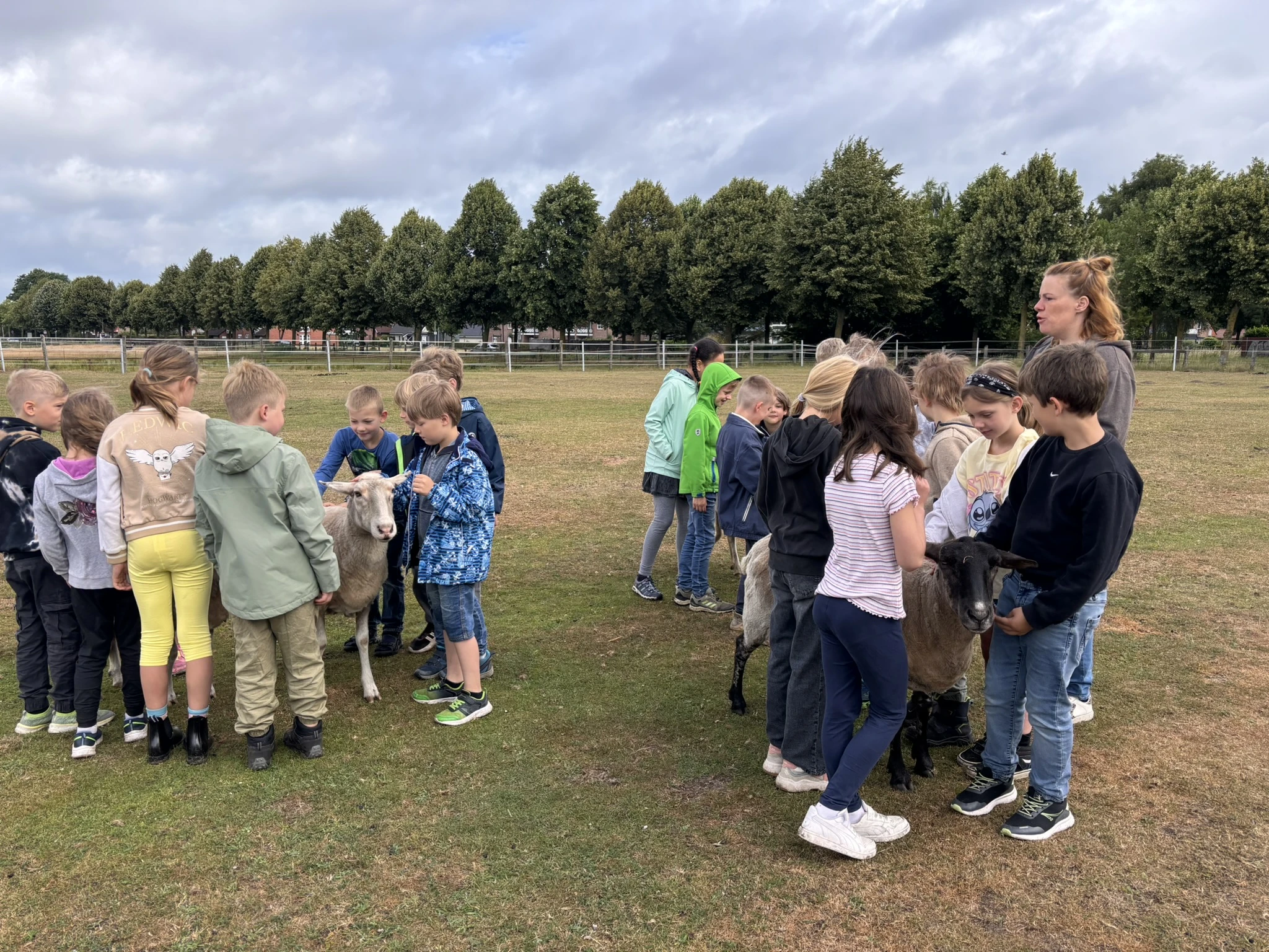 Laura das Leitschaf unterscheidet sich von den Bentheimer Landschafen.JPEG
