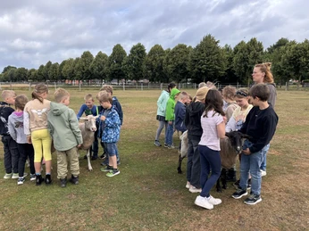 Laura das Leitschaf unterscheidet sich von den Bentheimer Landschafen.JPEG