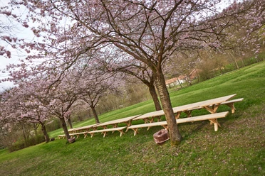 Kirschblüte_Frühling_April_lange Tafel_(c) Marco Uphaus_web.jpg