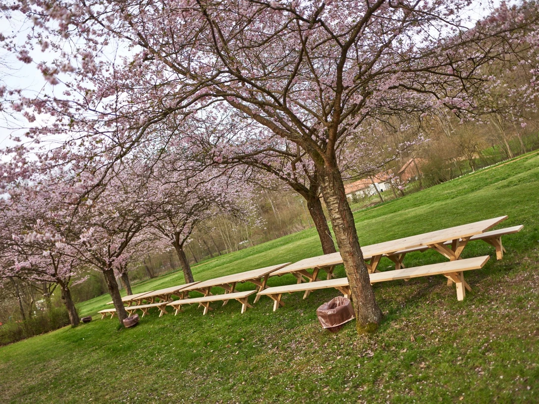 Kirschblüte_Frühling_April_lange Tafel_(c) Marco Uphaus_web.jpg