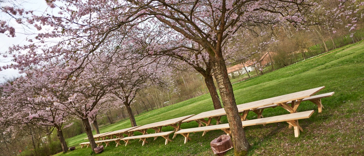 Kirschblüte_Frühling_April_lange Tafel_(c) Marco Uphaus_web.jpg