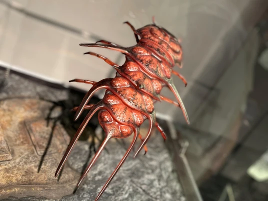 Ausstellung Rock Fossils