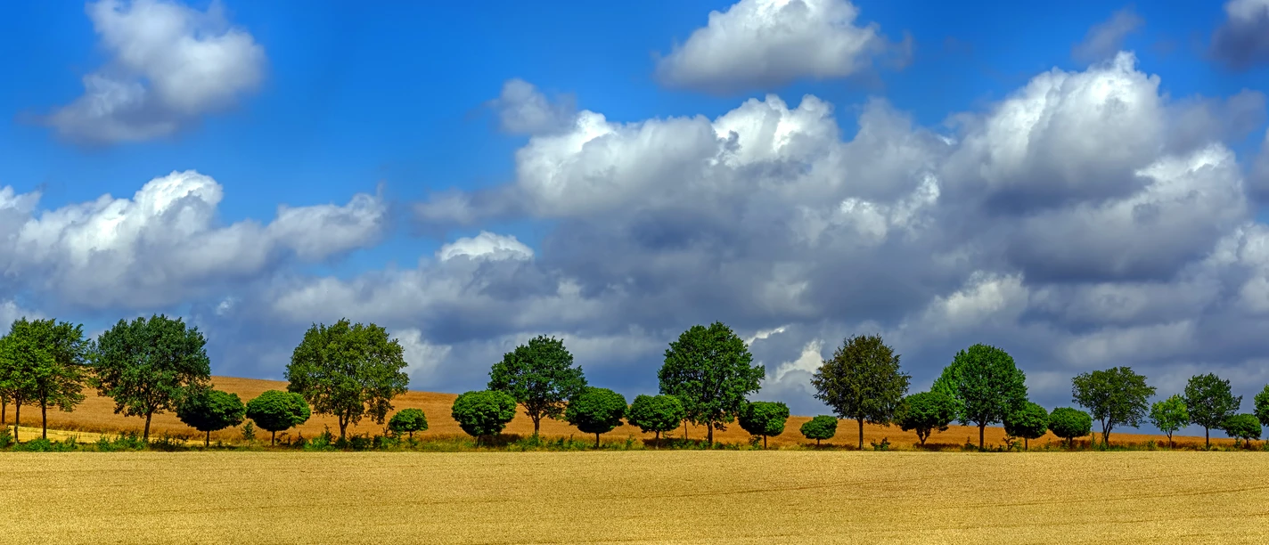 Auetal - Baumallee im Getreidefeld bei Apelern Auetal - Baumallee im Getreidefeld bei Apelern