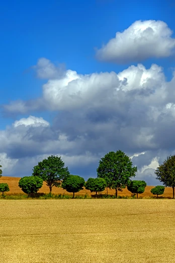 Auetal - Baumallee im Getreidefeld bei Apelern Auetal - Baumallee im Getreidefeld bei Apelern