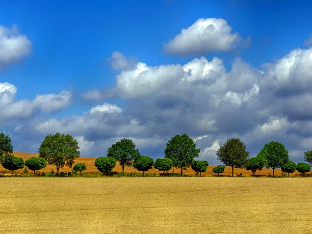 Auetal - Baumallee im Getreidefeld bei Apelern Auetal - Baumallee im Getreidefeld bei Apelern