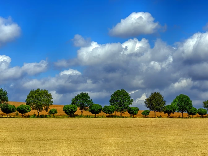 Auetal - Baumallee im Getreidefeld bei Apelern Auetal - Baumallee im Getreidefeld bei Apelern