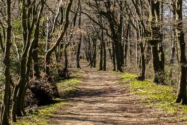 Wanderweg im Wald im Weserbergland Wanderweg im Wald im Weserbergland