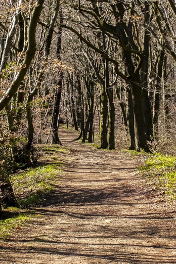 Wanderweg im Wald im Weserbergland Wanderweg im Wald im Weserbergland