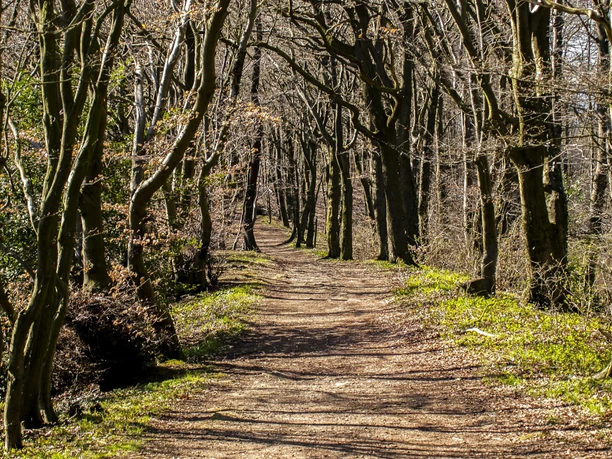 Wanderweg im Wald im Weserbergland Wanderweg im Wald im Weserbergland