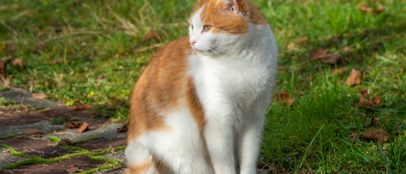 Pörtschach_Winklern_10.-Oktober-Straße_69_weißrote_getigerte_Katze_21112022_9445_Johann Jaritz_CC BY SA.jpg
