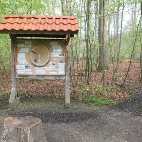 Walderlebnispfad Stoverner Wald in Salzbergen ©Emsland Tourismus GmbH (24).JPG Infotafel mit Baumstammscheibe und Texten am Walderlebnispfad im grünen Laubwald von Salzbergen