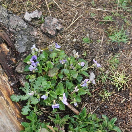 Walderlebnispfad Stoverner Wald in Salzbergen ©Emsland Tourismus GmbH (6).JPG Kleine violette Blüten wachsen am Boden neben der rauen Rinde eines umgestürzten Baumstamms.