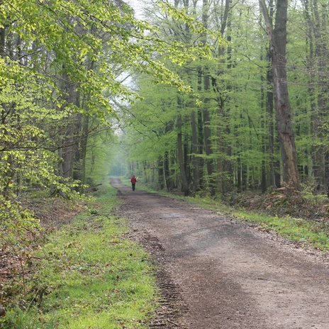 Walderlebnispfad Stoverner Wald in Salzbergen ©Emsland Tourismus GmbH (1).JPG Breiter Waldweg im Stoverner Wald, von frischem Grün umgeben, mit wandernder Person in der Ferne