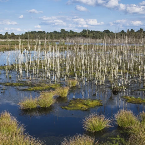 Theikenmeer 08 ©Naturpark Hümmling, Holger Leue – XL.jpg Wasserbedecktes Moor mit abgestorbenen Birkenstämmen, saftigen Grasinseln und blauem Himmel.