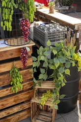 Grape and hop Festival Wooden counter with wine crates, wines, grape and hop decorations, green foliage.